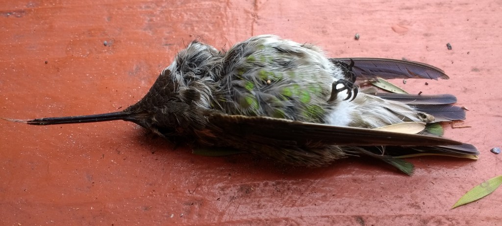 122418_lovely_beauty_photo1